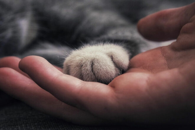 Le comportementaliste félin : un métier au service de la relation entre le chat et son humain