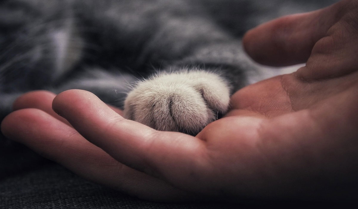 Le comportementaliste félin : un métier au service de la relation entre le chat et son humain