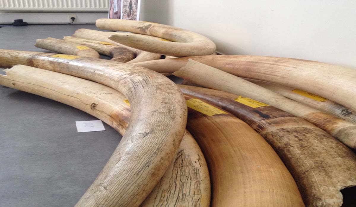 IFAW – 2 tonnes d’ivoire détruites à Reims le 28 novembre