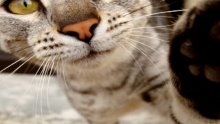 Les chats et l’eau de Javel