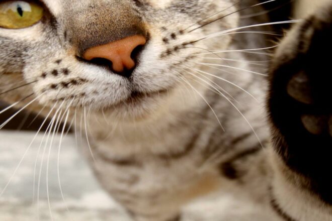 Les chats et l’eau de Javel