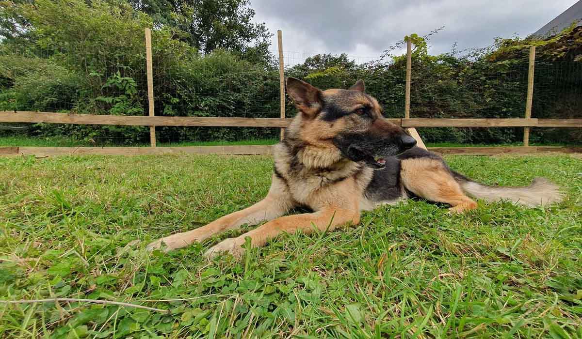 Briser les chaînes. Un berger allemand au Refuge GroinGroin ! Voici Jack !