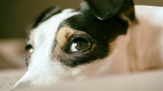La France peut-elle devenir le pays le plus “dog-friendly” d’Europe ?