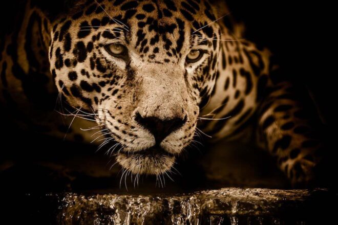 La médecine du jaguar