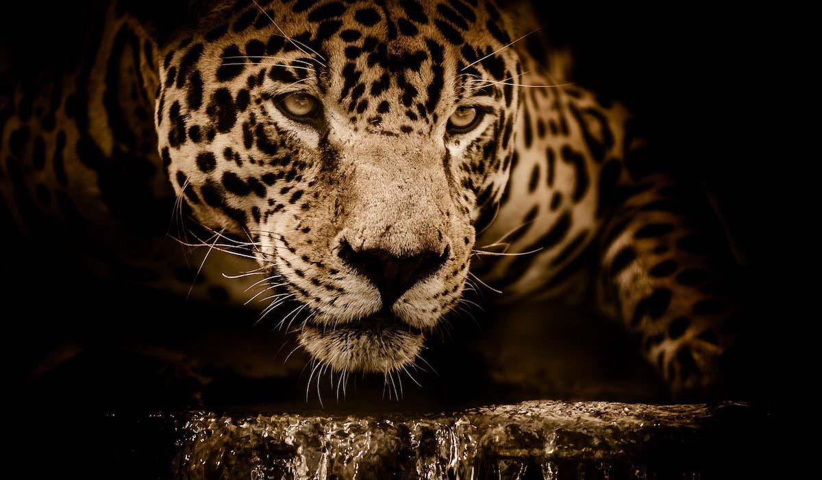 La médecine du jaguar