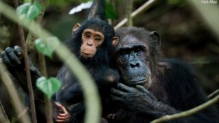 À la Concorde, le Jane Goodall Institute France sensibilise au trafic d’espèces sauvages avec une fresque participative