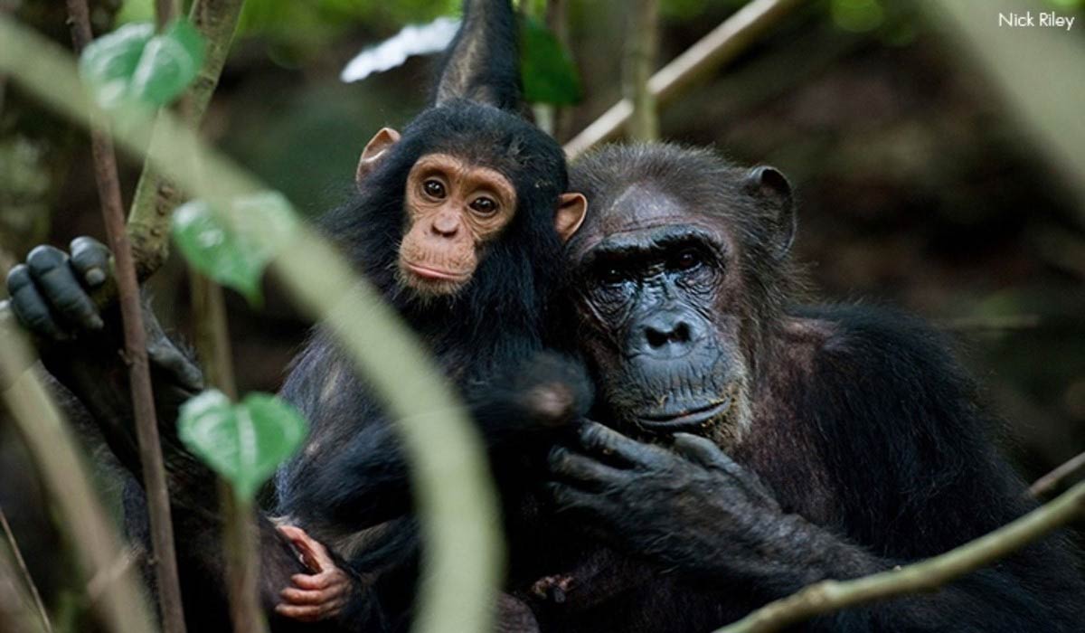 À la Concorde, le Jane Goodall Institute France sensibilise au trafic d’espèces sauvages avec une fresque participative
