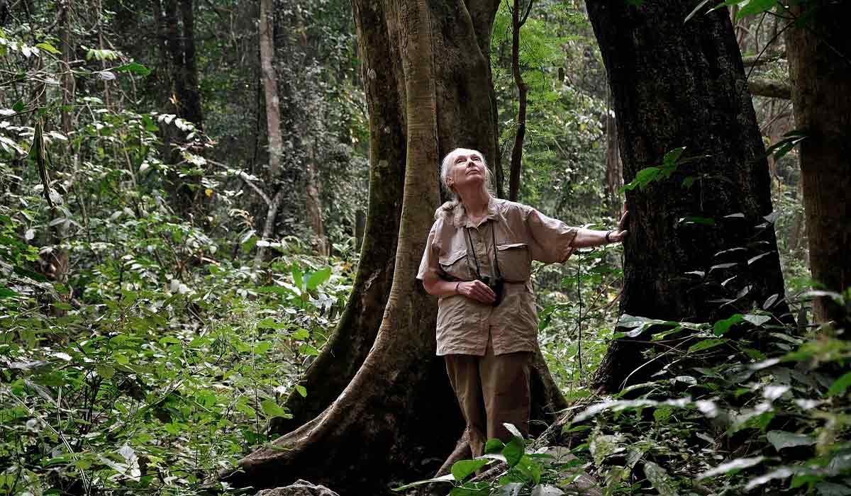 Tribune du Docteur Jane Goodall à l’occasion de la journée internationale de la biodiversité