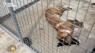 Animaux agonisant à la SACPA de Vaux-le-Pénil, qu’attendent les autorités pour endiguer l’hécatombe ?