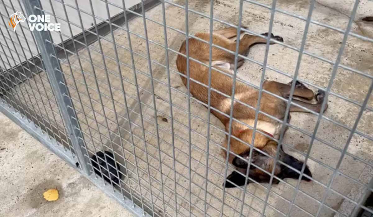 Animaux agonisant à la SACPA de Vaux-le-Pénil, qu’attendent les autorités pour endiguer l’hécatombe ?