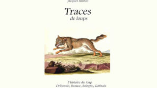 Loup : « potentiellement dangereux » ?