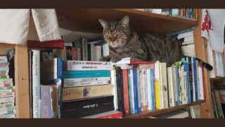 La page Facebook Des animaux et des livres a fêté ses 5 ans