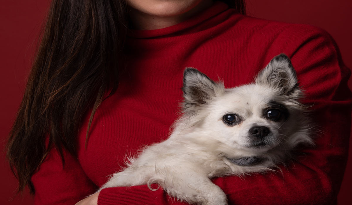 Ni propriétaire, ni maître : repenser notre lien juridique avec les animaux