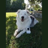 Camera Eyenimal Pet Videocam - Dressage - Comportement Chien