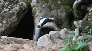Conférence sur le blaireau à Mâcon