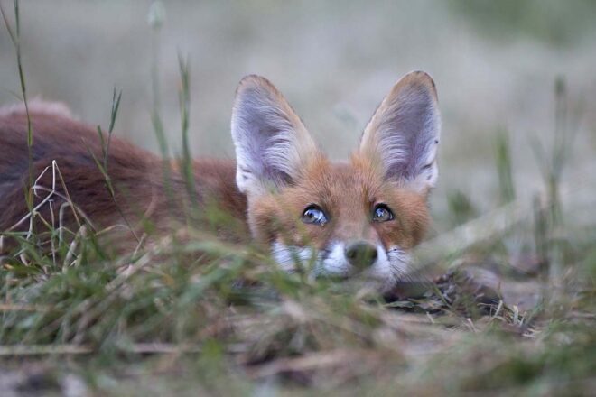 Le renard roux cet incompris