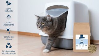 Adopter la litière végétale pour son chat : de bonnes raisons pour sauter le pas !