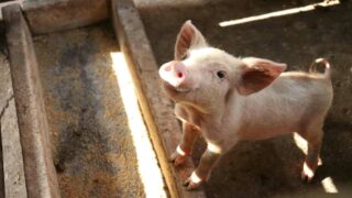 Derrière les victoires pour les animaux d’élevage : des donateurs ordinaires au pouvoir extraordinaire