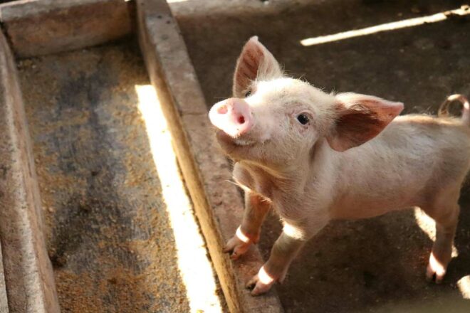 Derrière les victoires pour les animaux d’élevage : des donateurs ordinaires au pouvoir extraordinaire