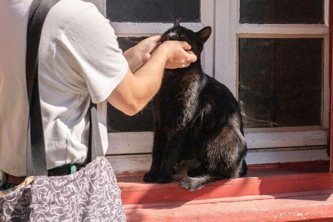 Comportementaliste félin