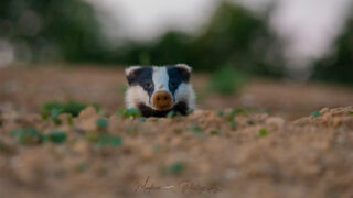 Le 15 mai, Journée Mondiale des Blaireaux 