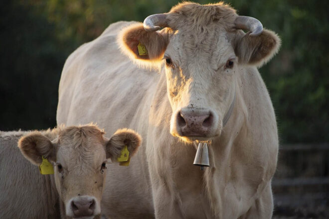 La condition animale s’épanouit aux journées d’été des écologistes