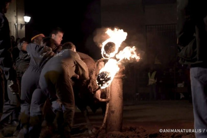 Fêtes cruelles en Espagne : les « taureaux de feu »