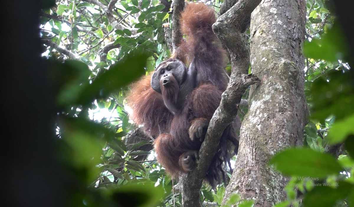 L’association Kalaweit annonce la création d’une nouvelle réserve de forêt et le lancement du Grand Dulan à Bornéo !