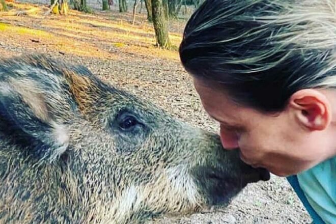 Le refuge Touche pas à mon Popotte ouvre ses portes aux sangliers !