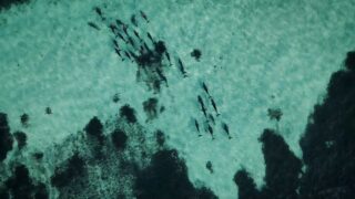 Sommet France Afrique : IFAW appelle à des partenariats renforcés en faveur de la faune sauvage et des communautés locales
