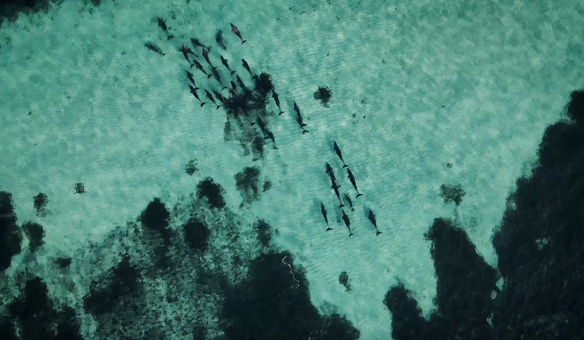 Sommet France Afrique : IFAW appelle à des partenariats renforcés en faveur de la faune sauvage et des communautés locales