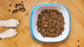 Kibbs : l’application mobile qui décrypte l’alimentation des chiens & des chats