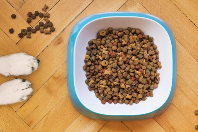 Kibbs : l’application mobile qui décrypte l’alimentation des chiens & des chats