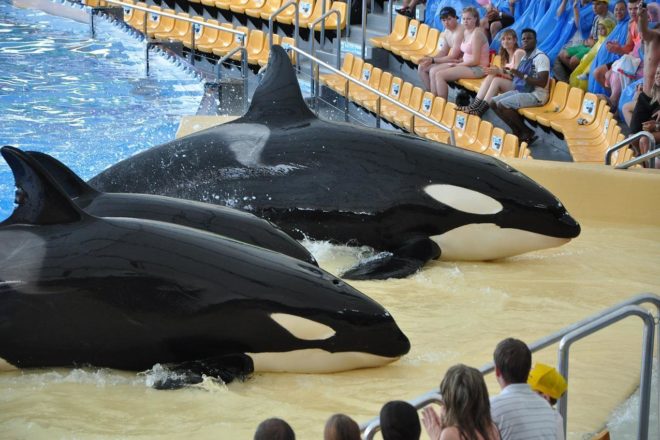 Cirques et delphinariums : les animaux sauvages ne se donneront plus en spectacle