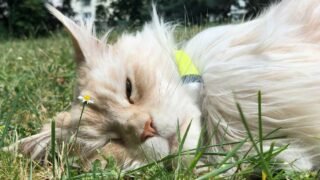 Nouvelle technologie pour chat – Gadget ou pas ?