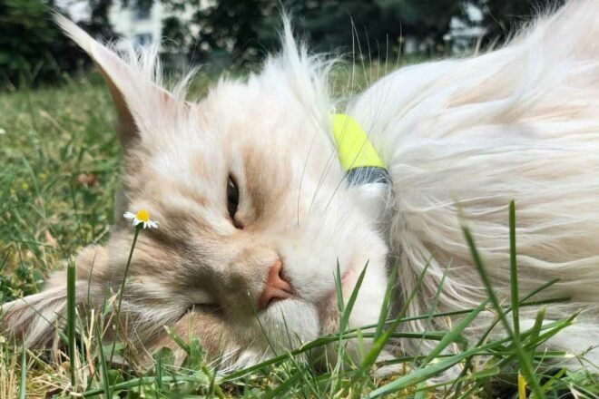 Nouvelle technologie pour chat – Gadget ou pas ?