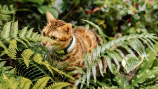 Vacances d’été : 68% des fugues de chiens et chats ont lieu en plein jour