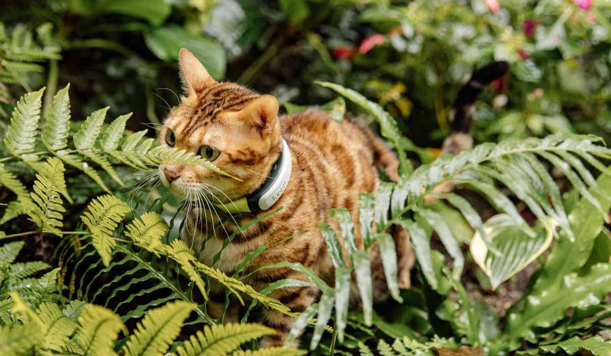 Vacances d’été : 68% des fugues de chiens et chats ont lieu en plein jour