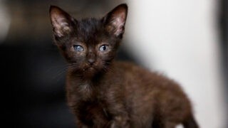 Un miracle de la vie : Kitaï, le chaton rescapé, cherche un foyer aimant