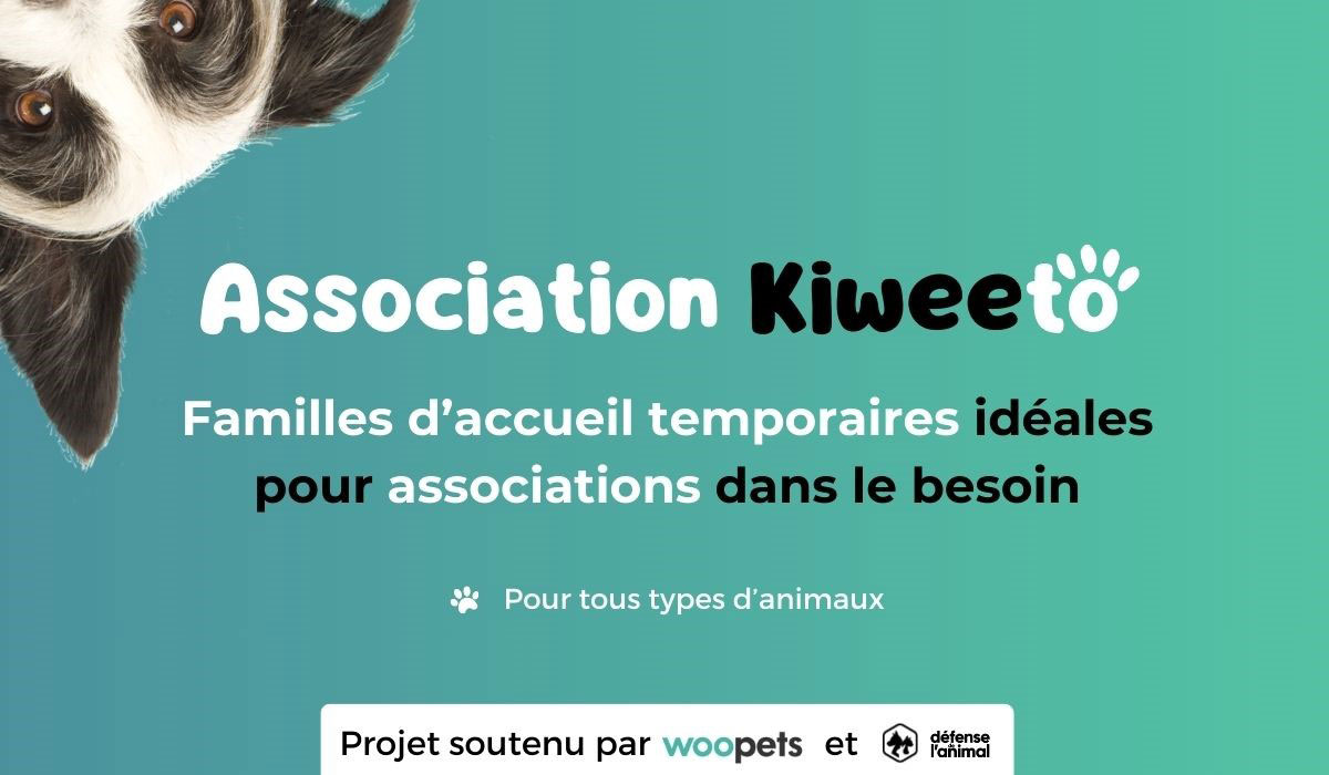 Kiweeto : l’association qui révolutionne l’accueil temporaire pour animaux