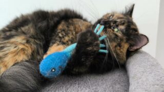 Kobaka révolutionne la vente à domicile pour animaux de compagnie : un marché en pleine croissance