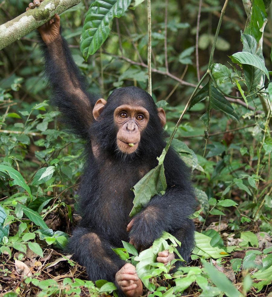 Stars des zoos : Kouba, le bébé chimpanzé, a surmonté son deuil - Le  Parisien