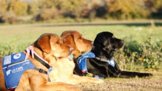 Damien et Soap : une relation de confiance