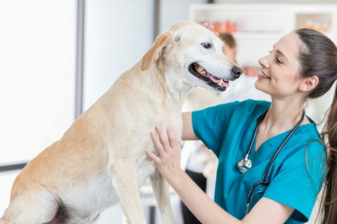 Comment devenir Auxiliaire Vétérinaire avec une formation en ligne ?