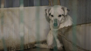 Condamnation d’une propriétaire de pension animale