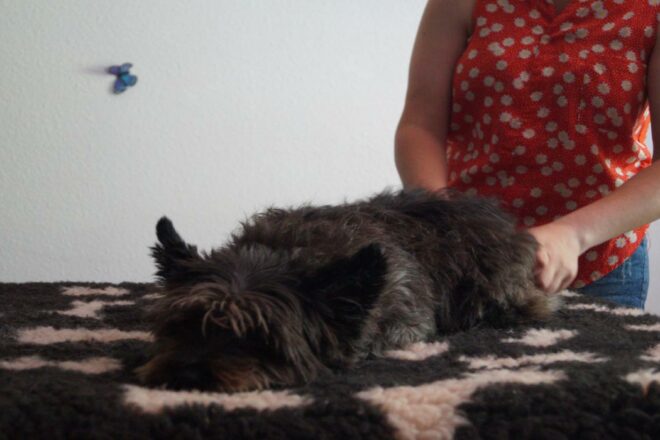 Le massage canin et les Fleurs de Bach, pour le bien-être animal