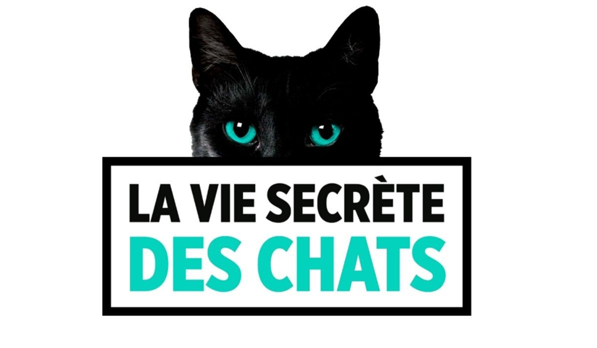 La Vie Secrète des Chats : plongée au cœur d’un monde méconnu