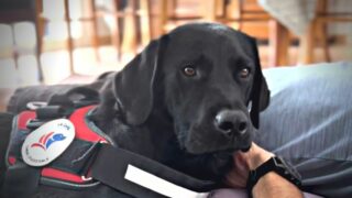 Des chiens d’assistance pour accompagner des personnes souffrant de stress post-traumatique