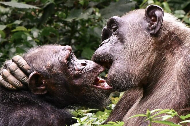 LACSY-Les Amis des Chimpanzés de Sanaga-Yong : pour la survie de nos cousins des forêts