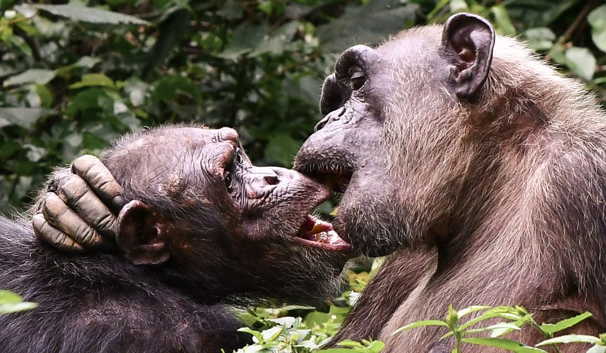 LACSY-Les Amis des Chimpanzés de Sanaga-Yong : pour la survie de nos cousins des forêts
